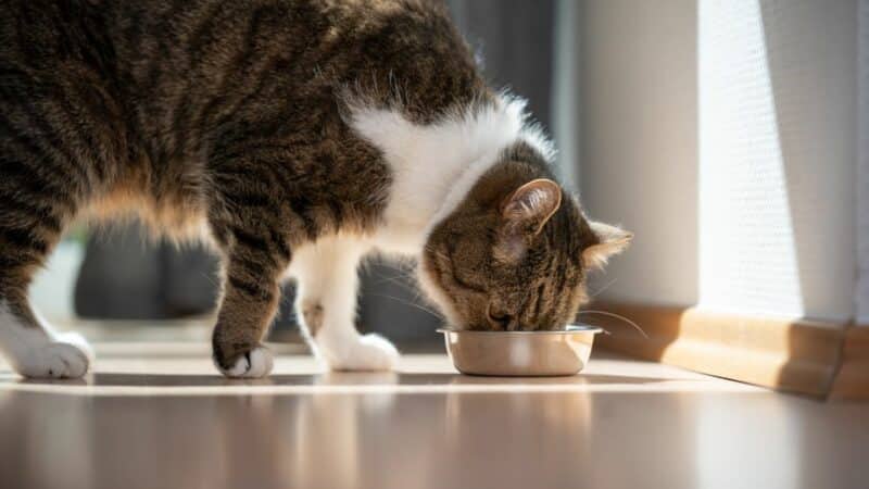 מזון חתולים